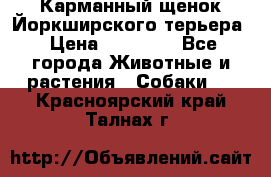 Карманный щенок Йоркширского терьера › Цена ­ 30 000 - Все города Животные и растения » Собаки   . Красноярский край,Талнах г.